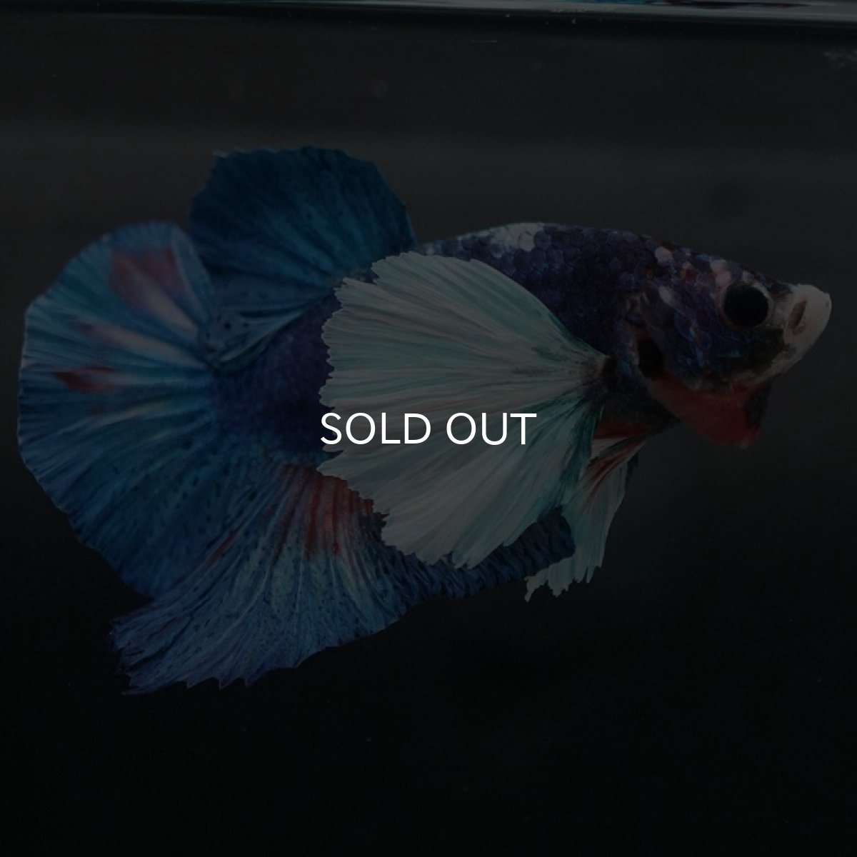 画像8: HMPKダンボ　ファンシー (8)