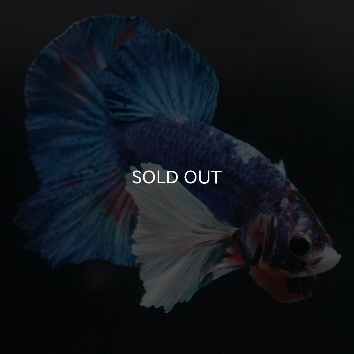 画像2: HMPKダンボ　ファンシー (2)