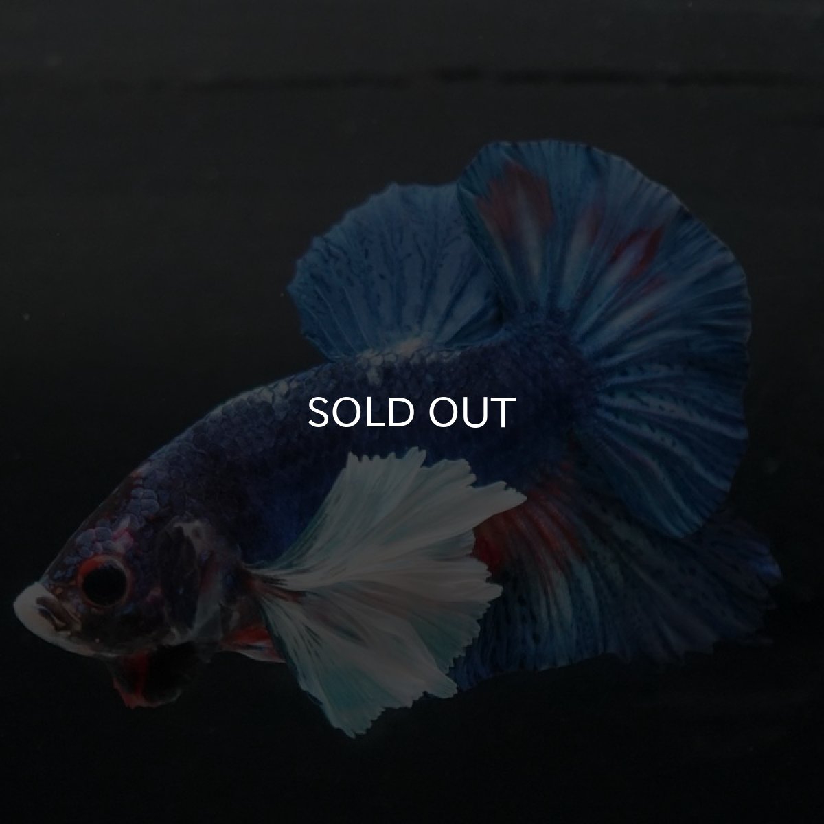 画像9: HMPKダンボ　ファンシー (9)