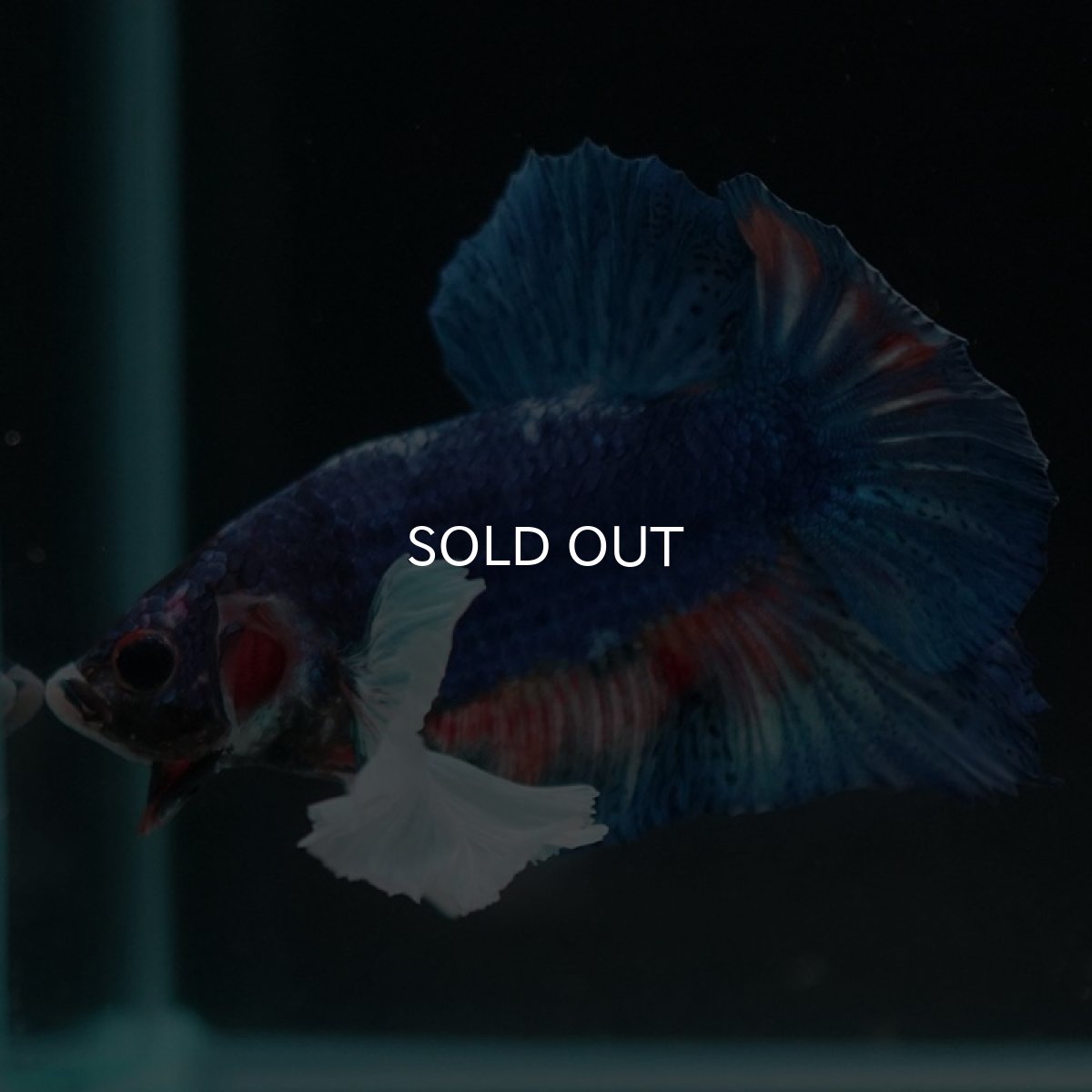 画像7: HMPKダンボ　ファンシー (7)