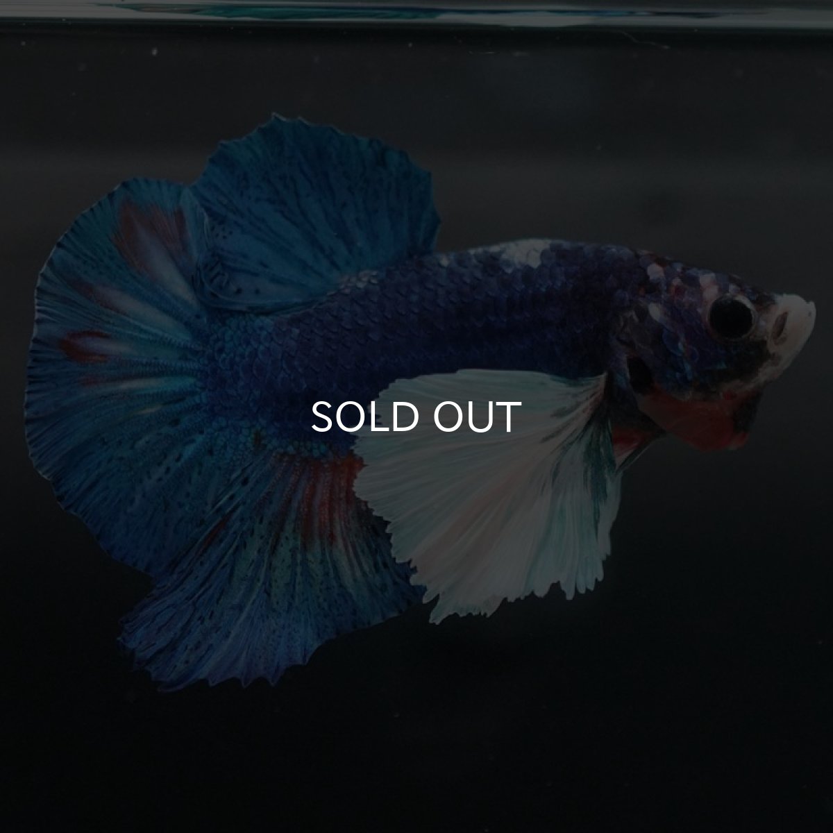 画像10: HMPKダンボ　ファンシー (10)