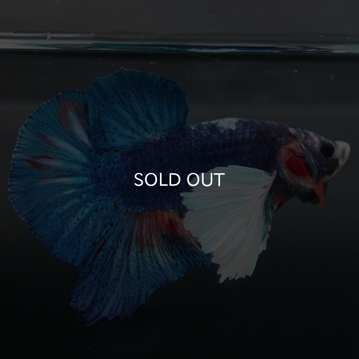 画像6: HMPKダンボ　ファンシー (6)