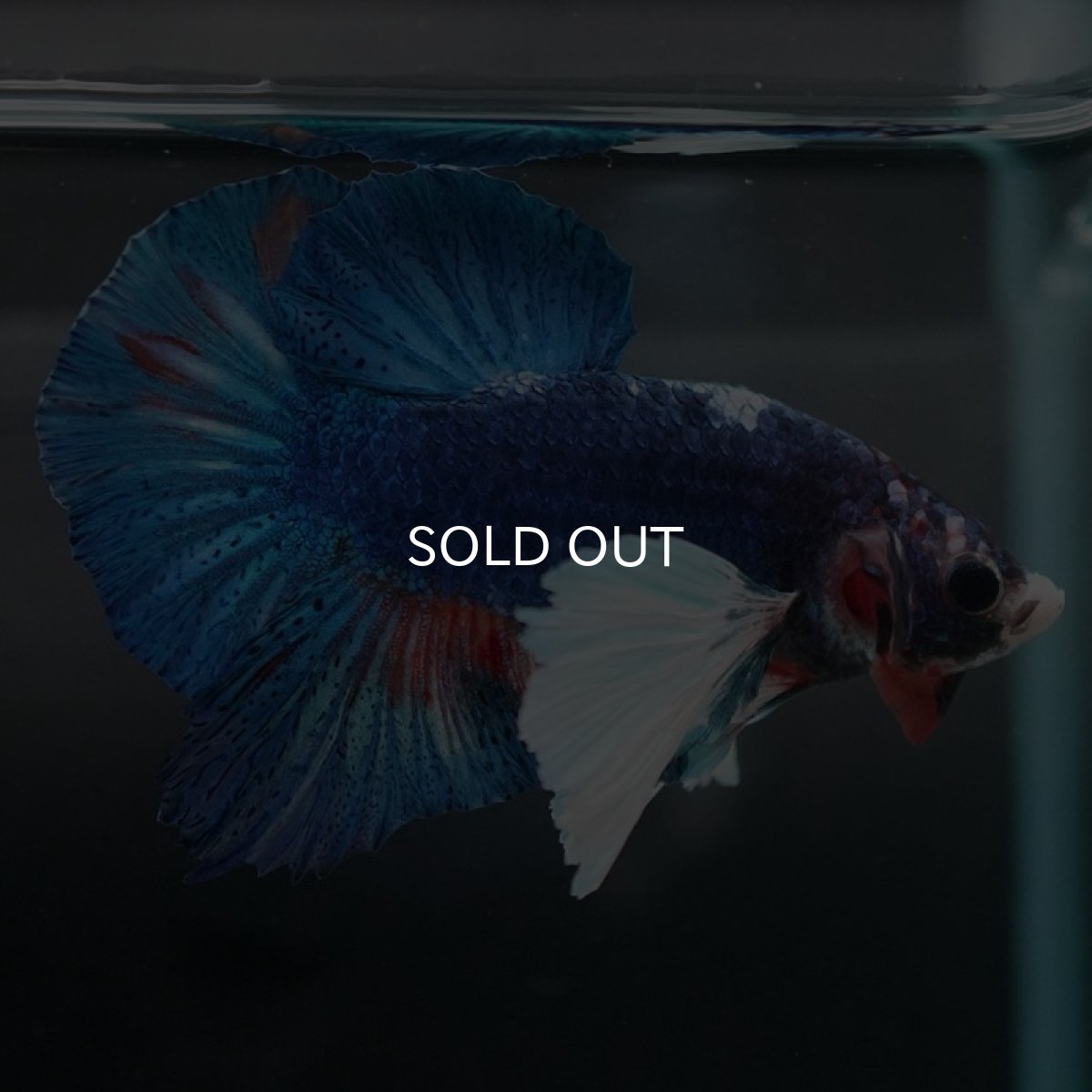 画像4: HMPKダンボ　ファンシー (4)