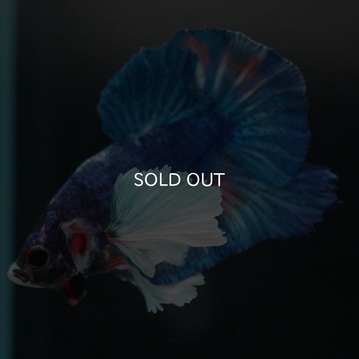 画像5: HMPKダンボ　ファンシー (5)