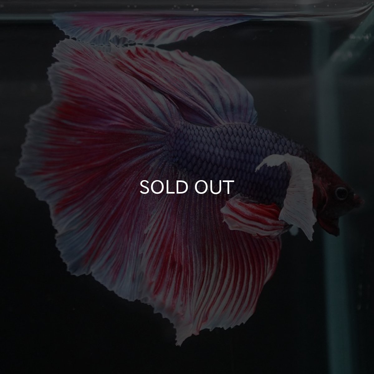 画像4: HMダンボ　ファンシーレッド (4)