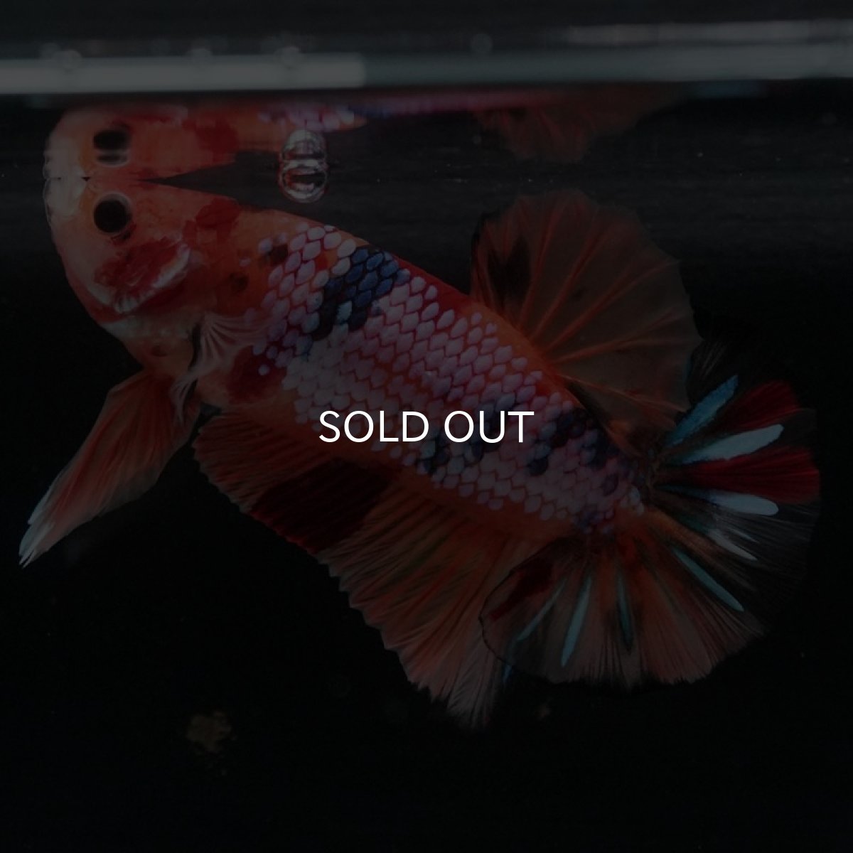 画像5: HMPK　キャンディレインボー (5)