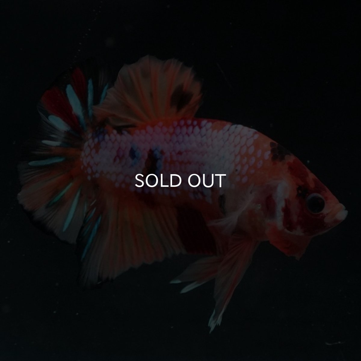 画像6: HMPK　キャンディレインボー (6)