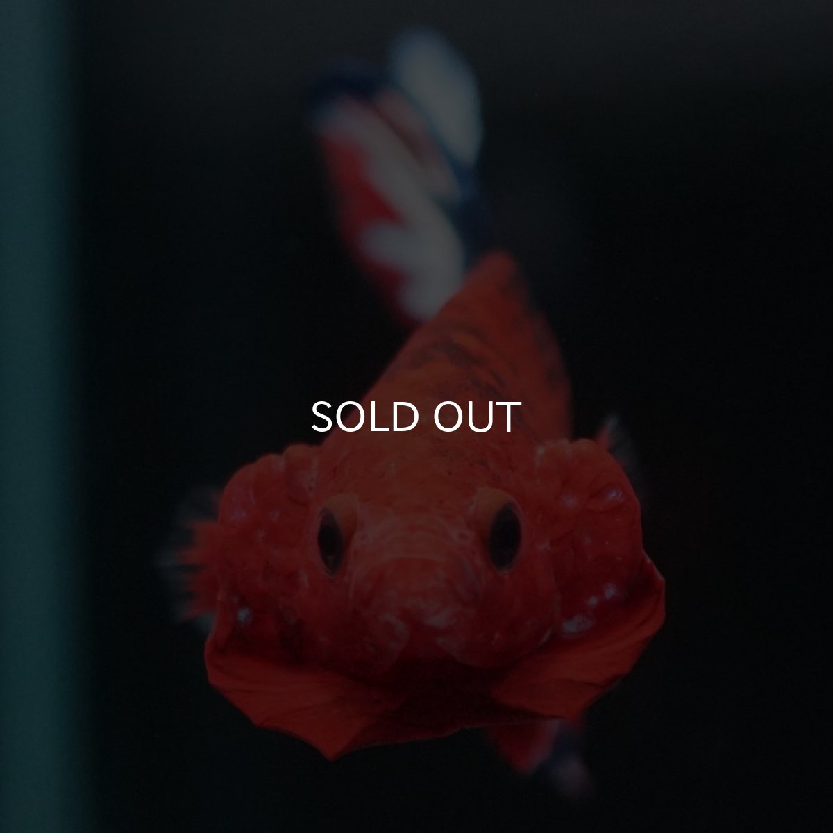 画像2: HMPK　ヘルボーイ (2)