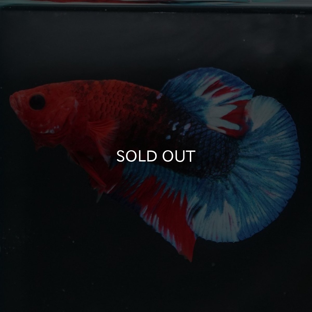 画像5: HMPK　ヘルボーイ (5)