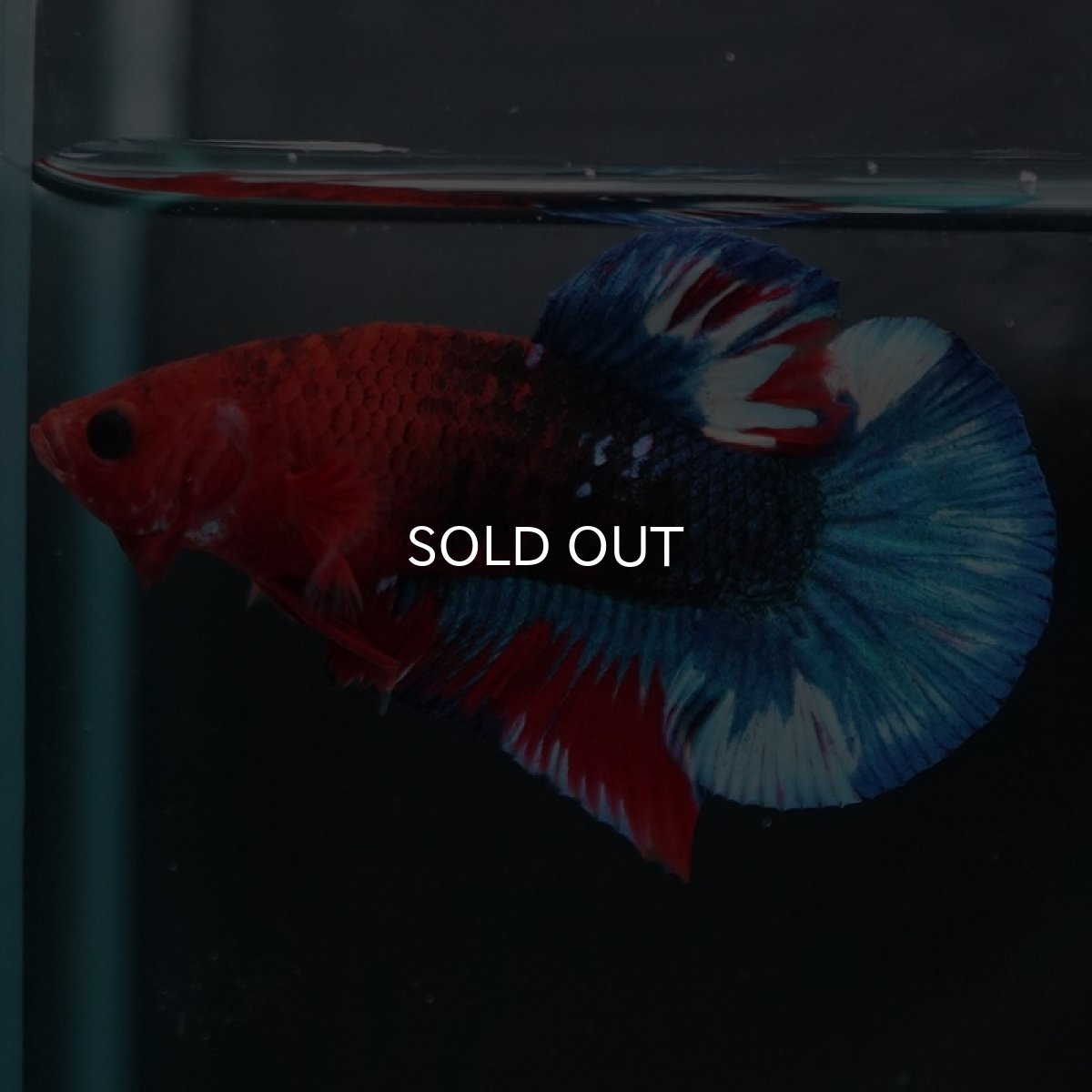 画像8: HMPK　ヘルボーイ (8)