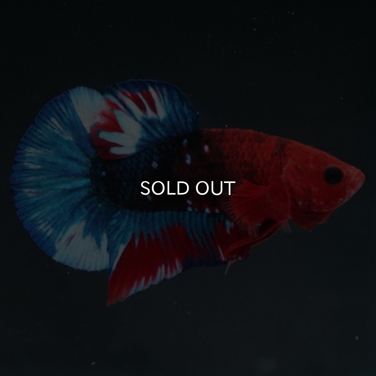 画像9: HMPK　ヘルボーイ (9)