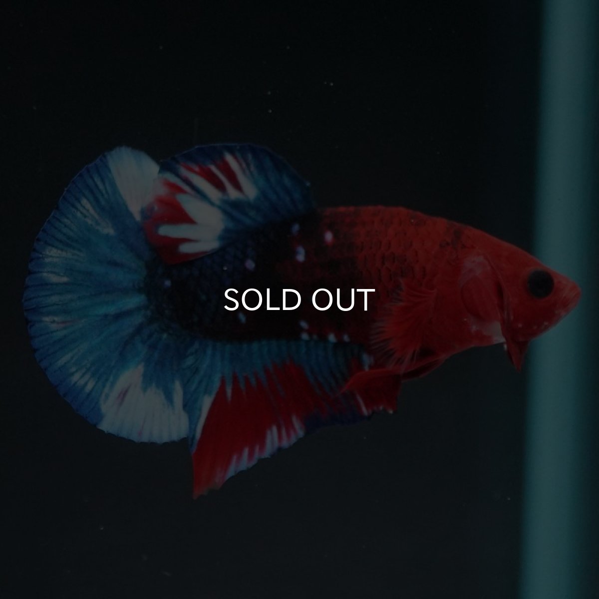 画像7: HMPK　ヘルボーイ (7)