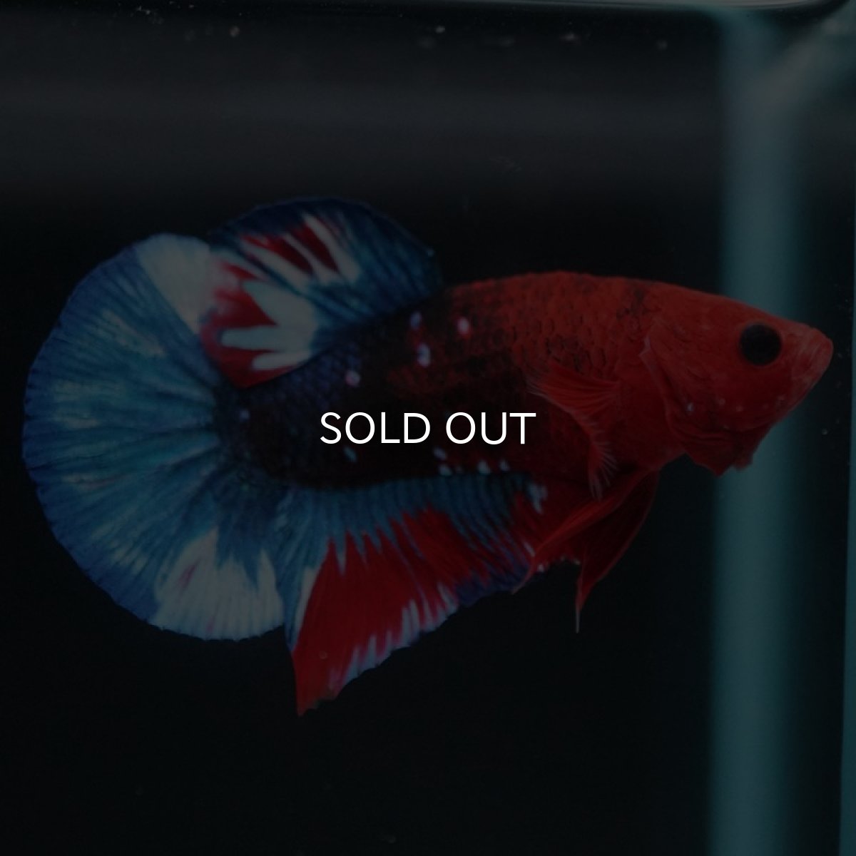 画像6: HMPK　ヘルボーイ (6)