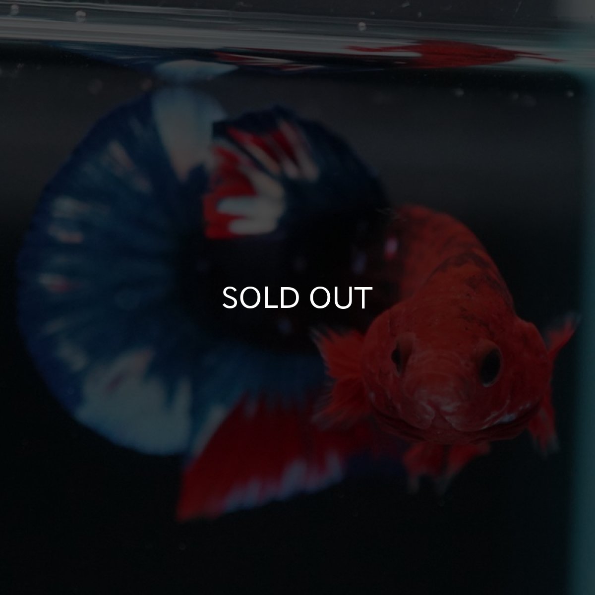 画像4: HMPK　ヘルボーイ (4)