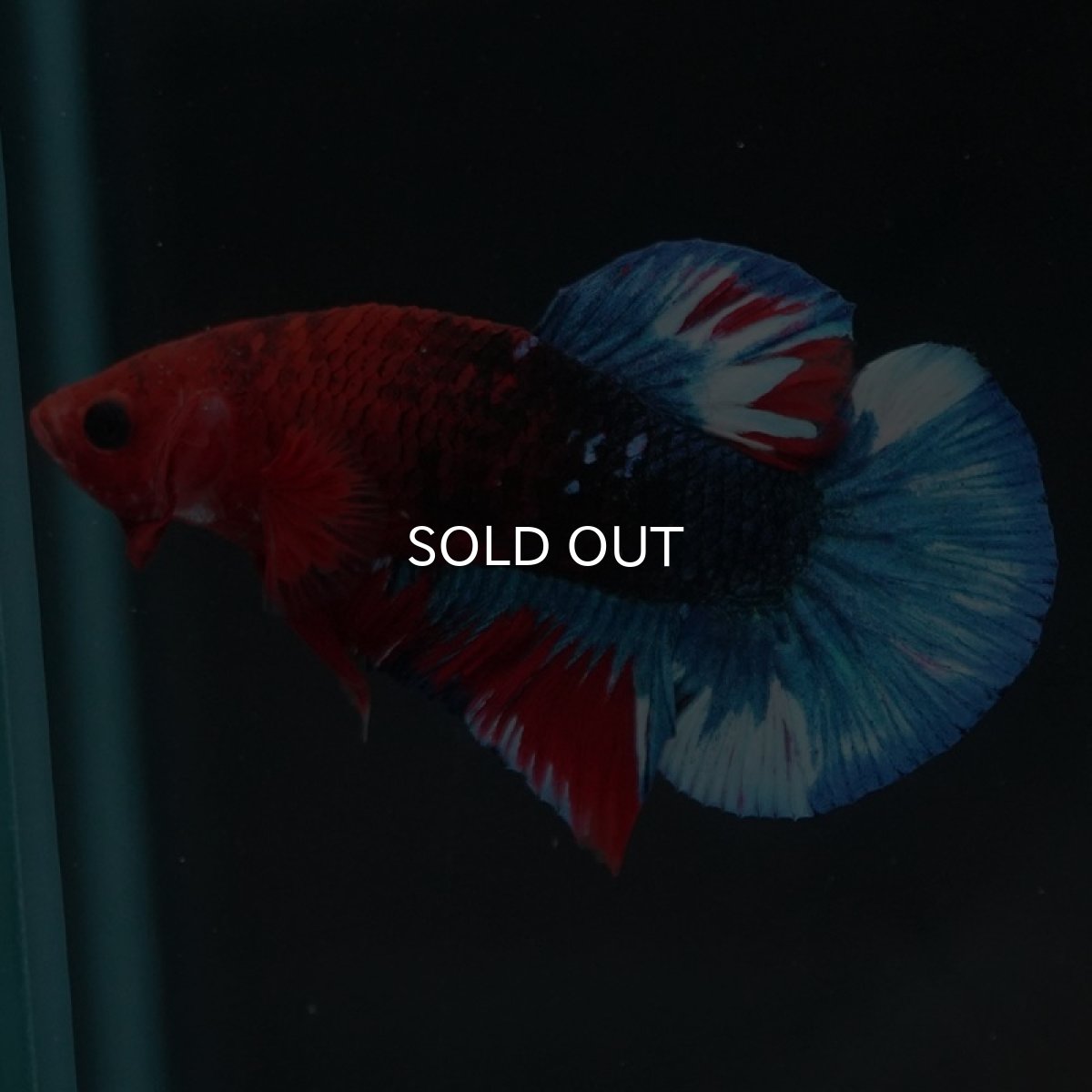 画像3: HMPK　ヘルボーイ (3)