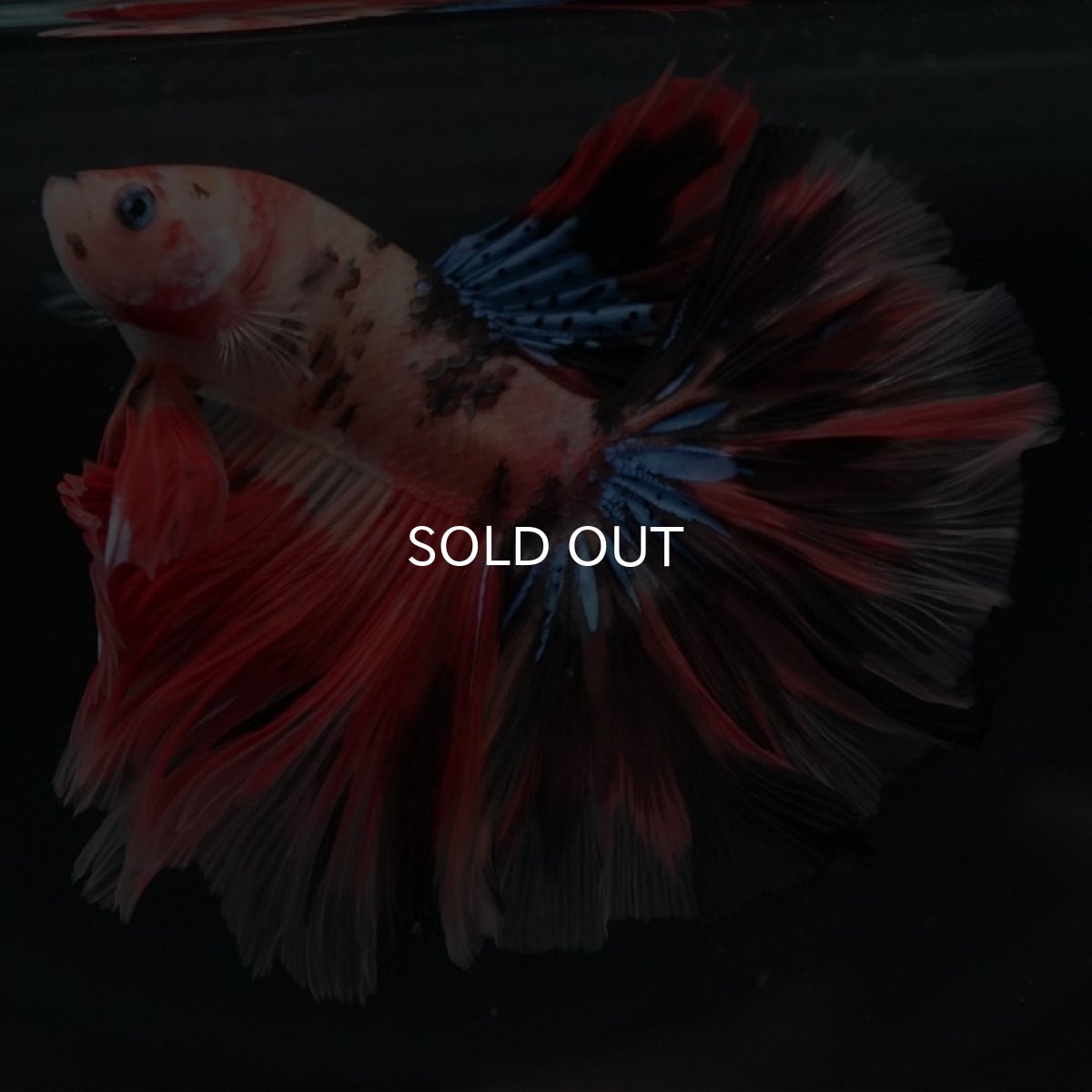 画像7: HM キャンディ (7)