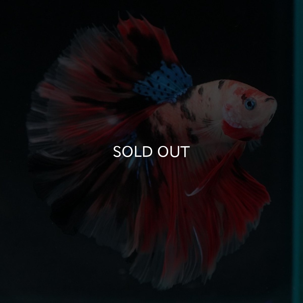 画像3: HM キャンディ (3)