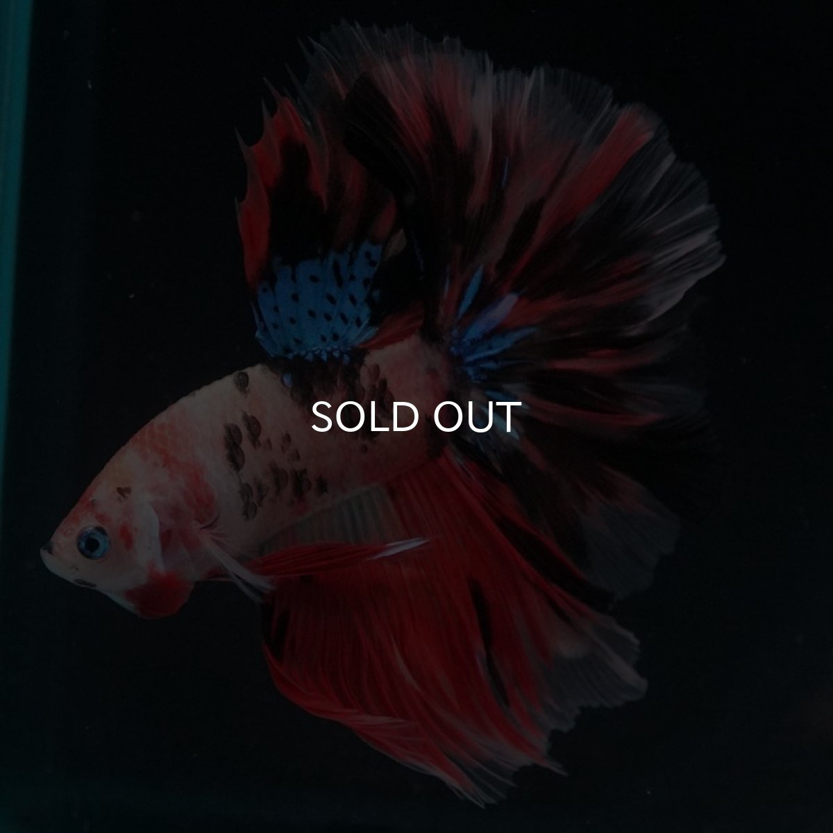 画像5: HM キャンディ (5)