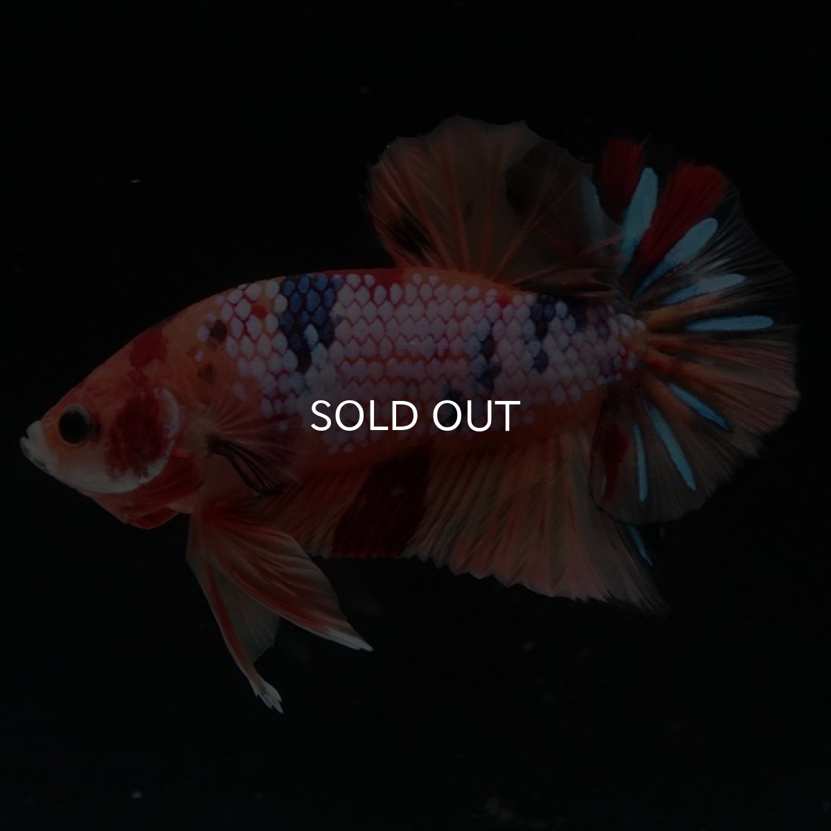 画像2: HMPK　キャンディレインボー (2)