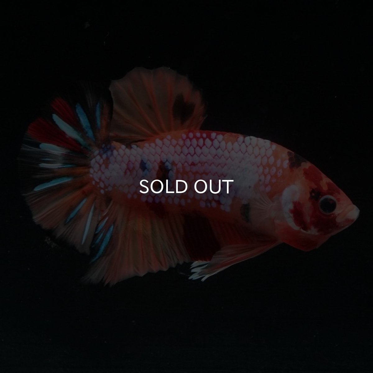 画像4: HMPK　キャンディレインボー (4)