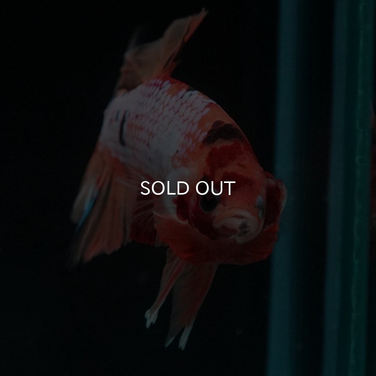 画像3: HMPK　キャンディレインボー (3)