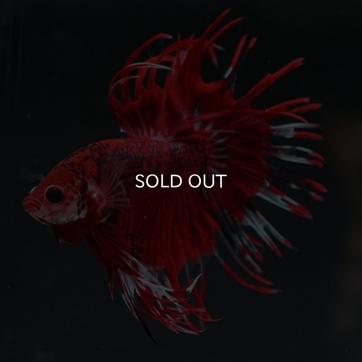 画像3: CT　ファンシーレッド (3)