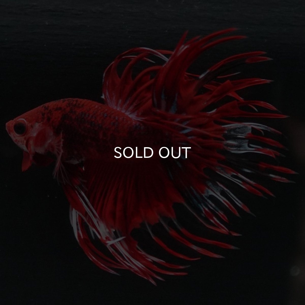 画像6: CT　ファンシーレッド (6)