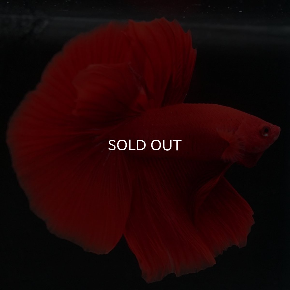 画像8: HM　ソリッドレッド (8)