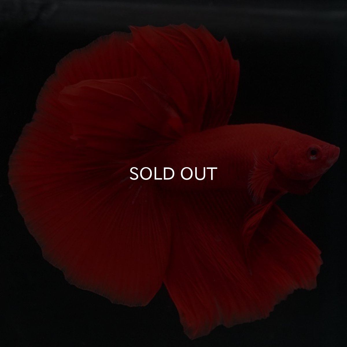 画像3: HM　ソリッドレッド (3)