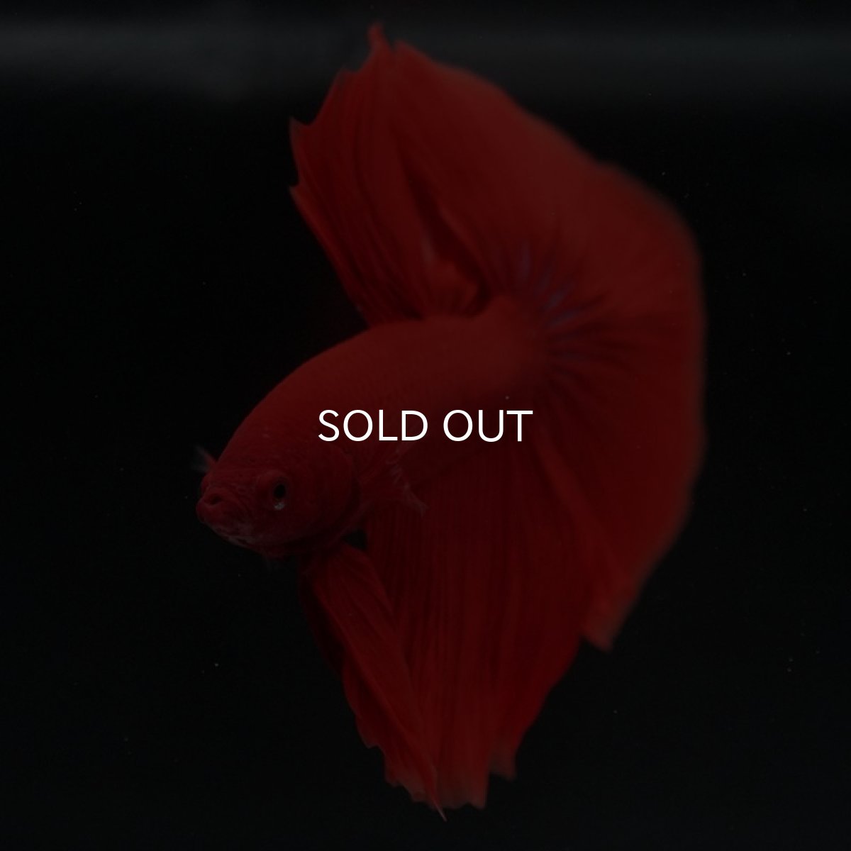 画像5: HM　ソリッドレッド (5)