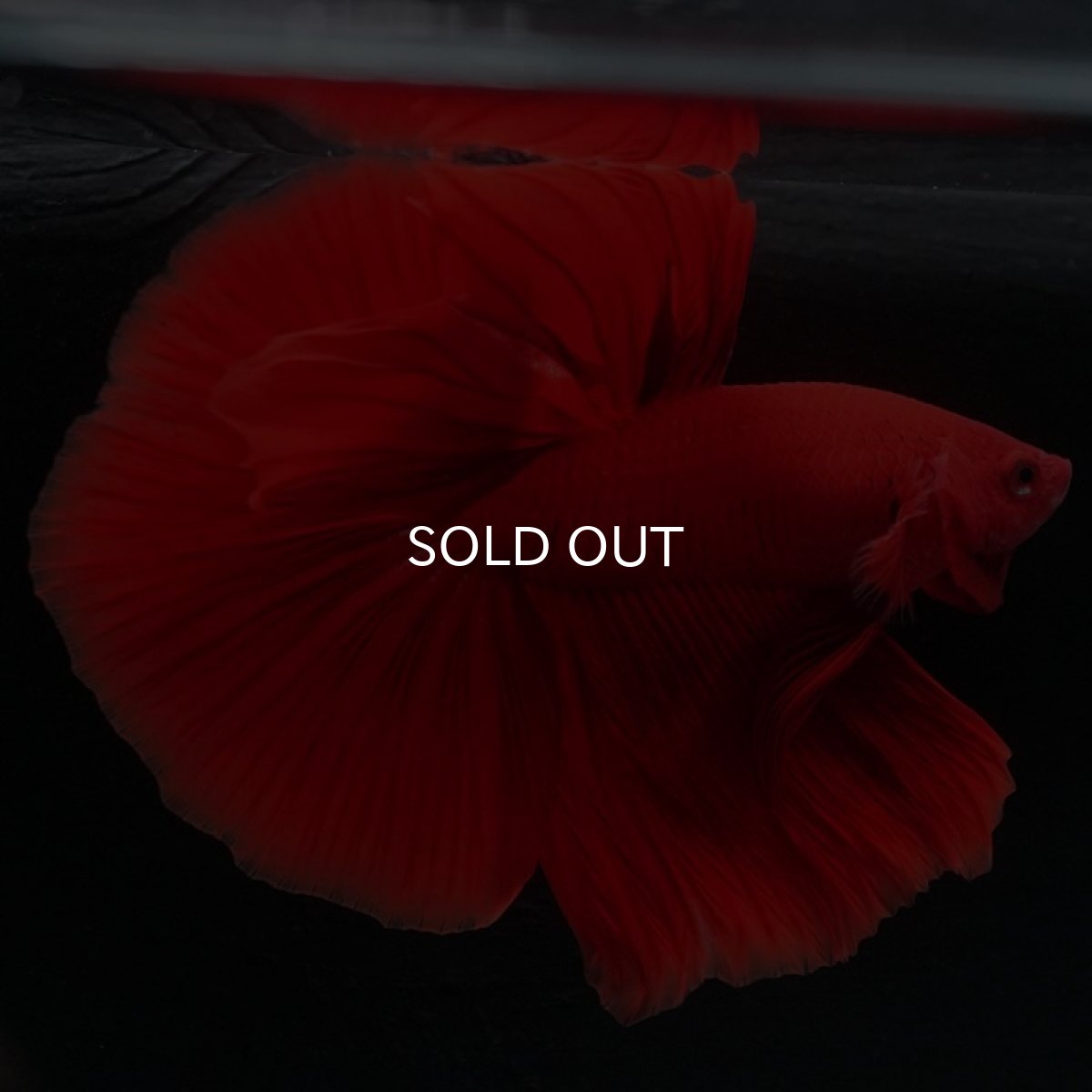 画像7: HM　ソリッドレッド (7)