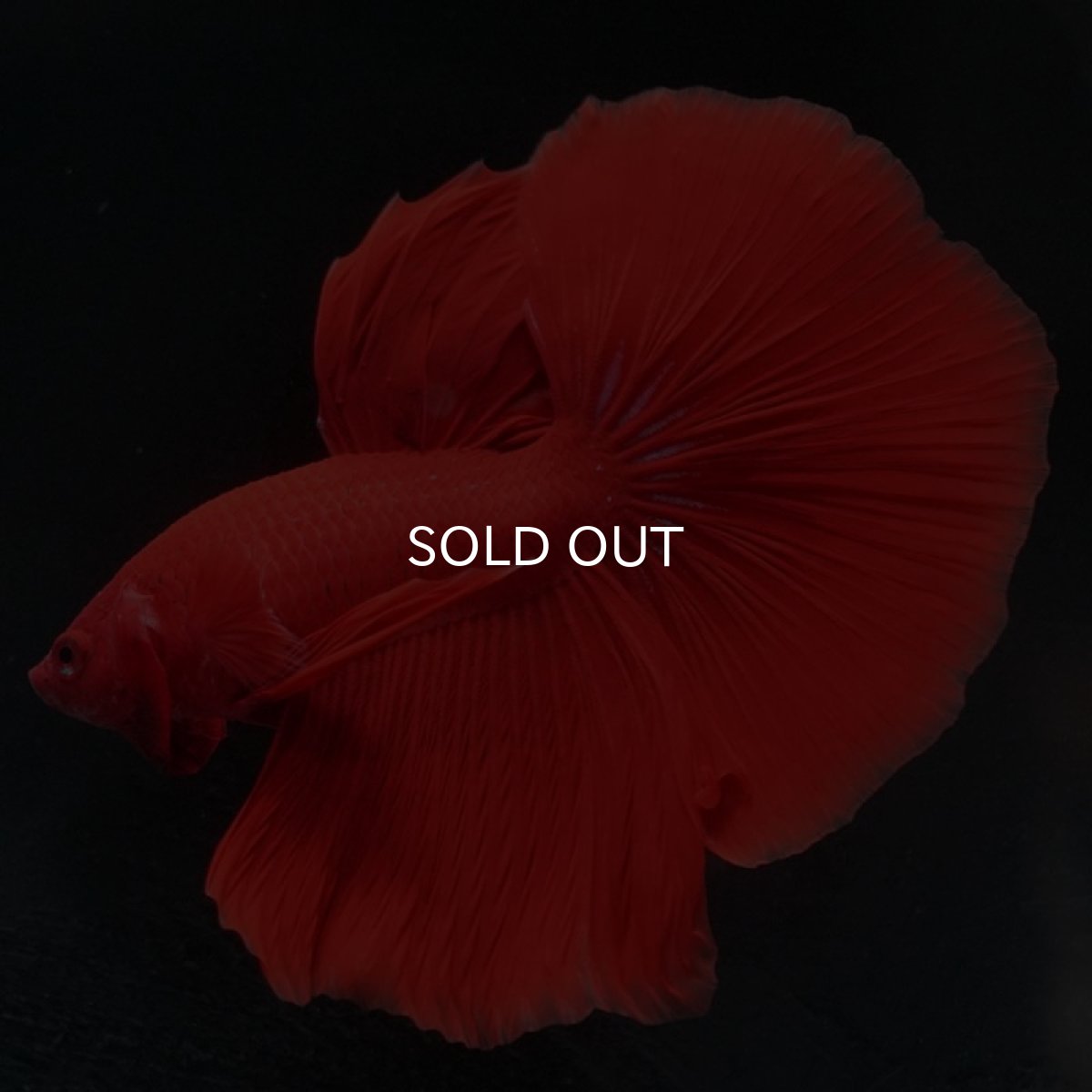 画像6: HM　ソリッドレッド (6)