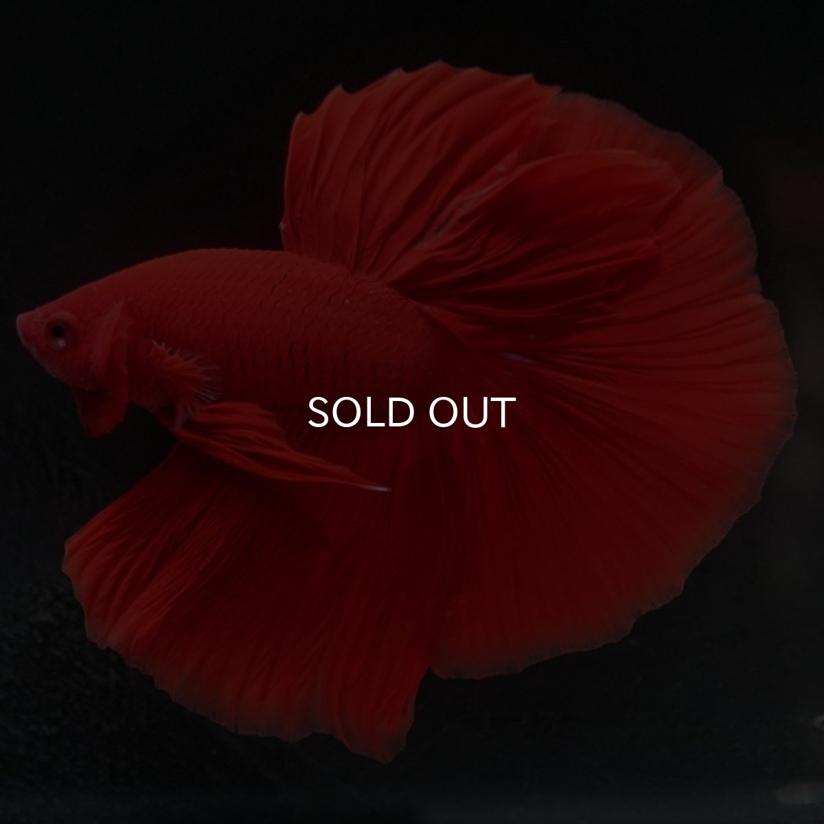 画像2: HM　ソリッドレッド (2)