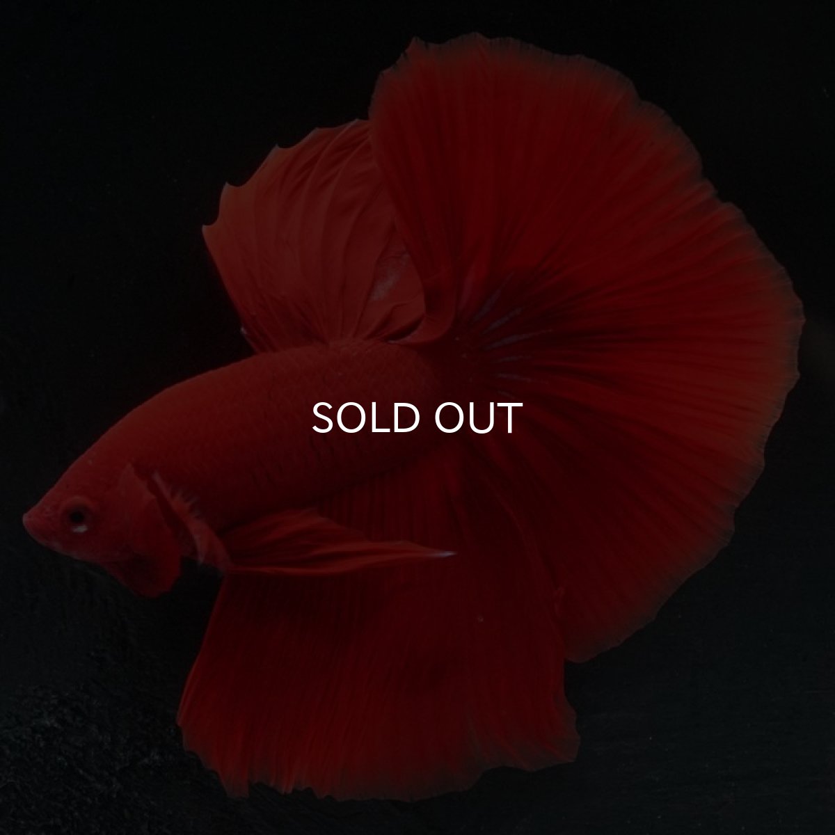 画像4: HM　ソリッドレッド (4)