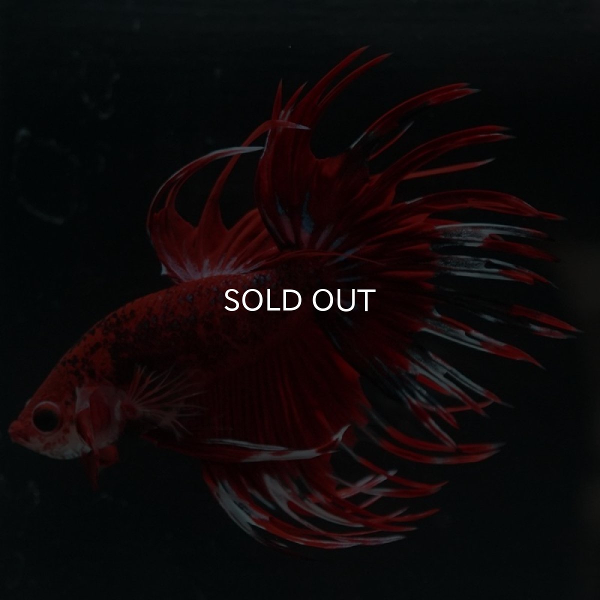 画像8: CT　ファンシーレッド (8)