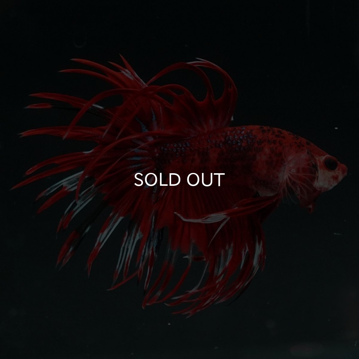 画像7: CT　ファンシーレッド (7)