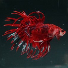 画像7: CT　ファンシーレッド (7)