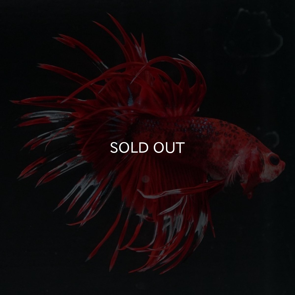 画像5: CT　ファンシーレッド (5)