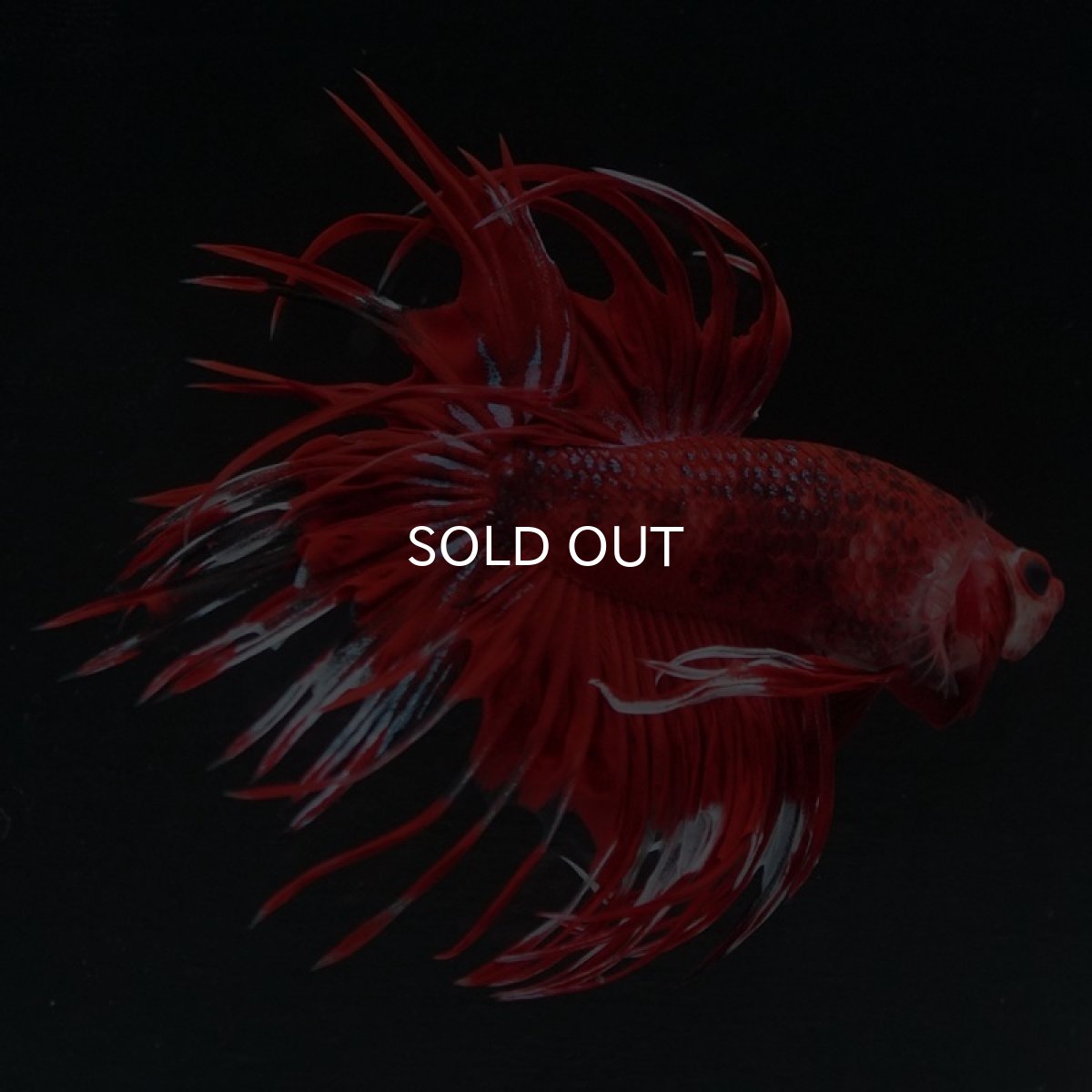 画像2: CT　ファンシーレッド (2)