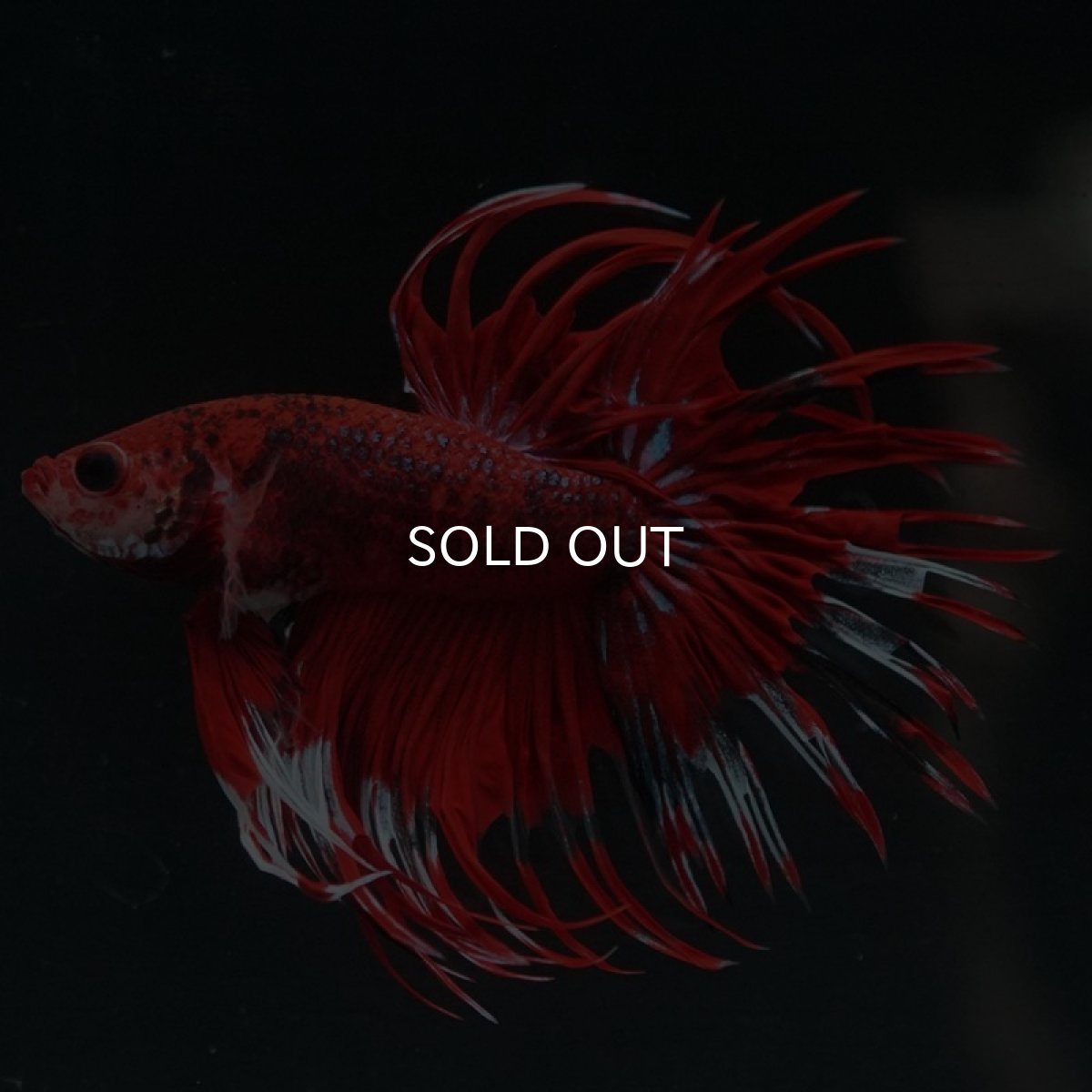 画像4: CT　ファンシーレッド (4)