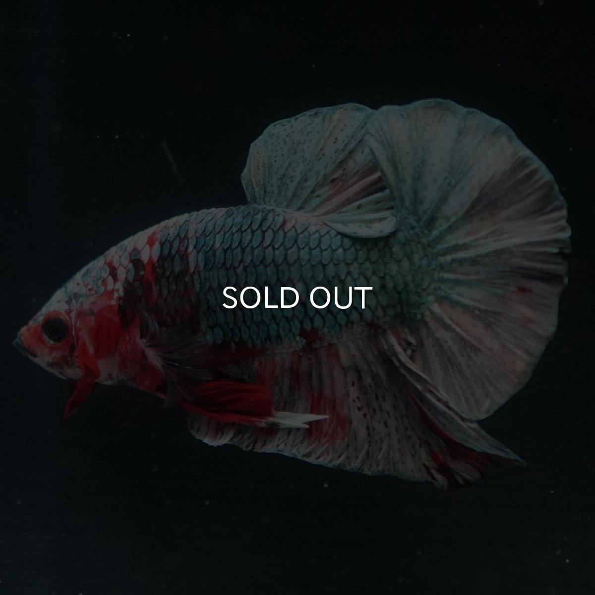 画像6: HMPK　レッドカッパー (6)