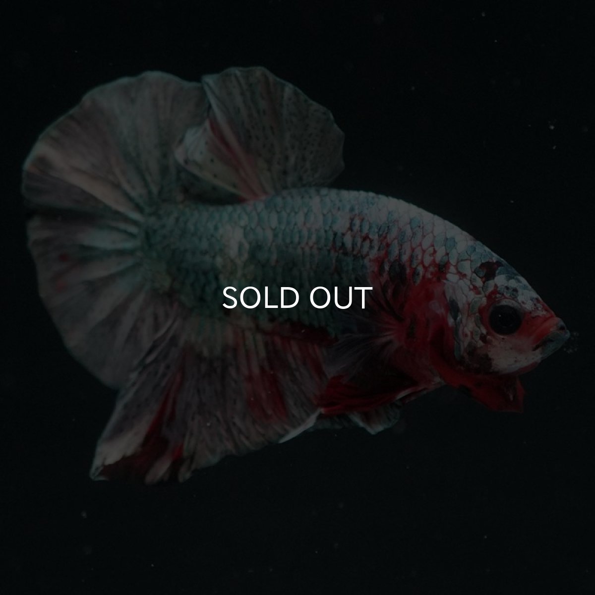 画像3: HMPK　レッドカッパー (3)