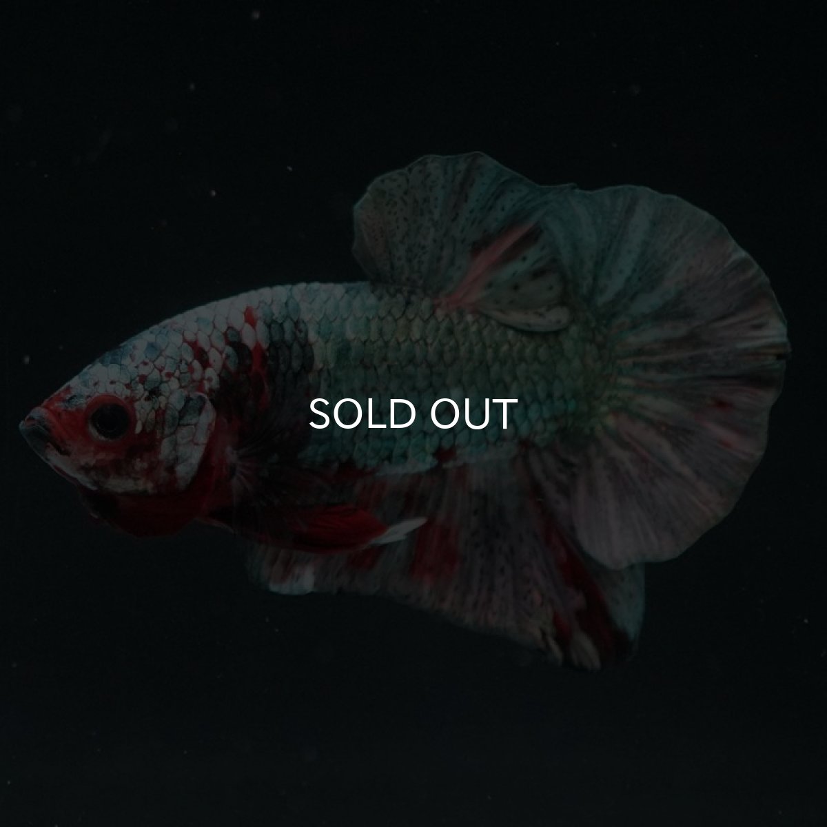 画像4: HMPK　レッドカッパー (4)