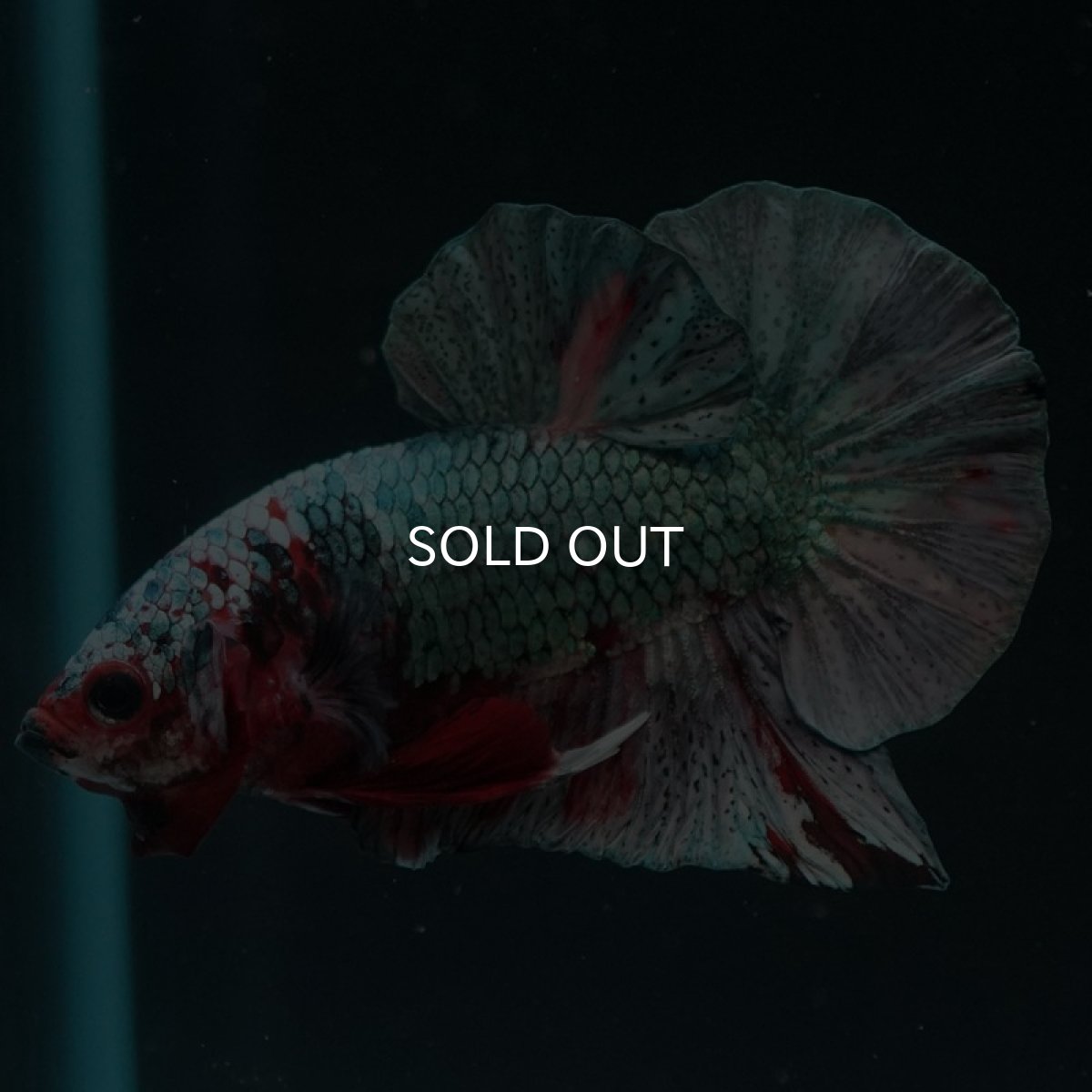 画像2: HMPK　レッドカッパー (2)