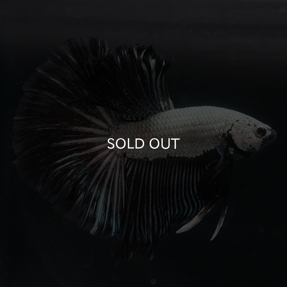 画像8: HM　プラチナブラックドラゴン (8)