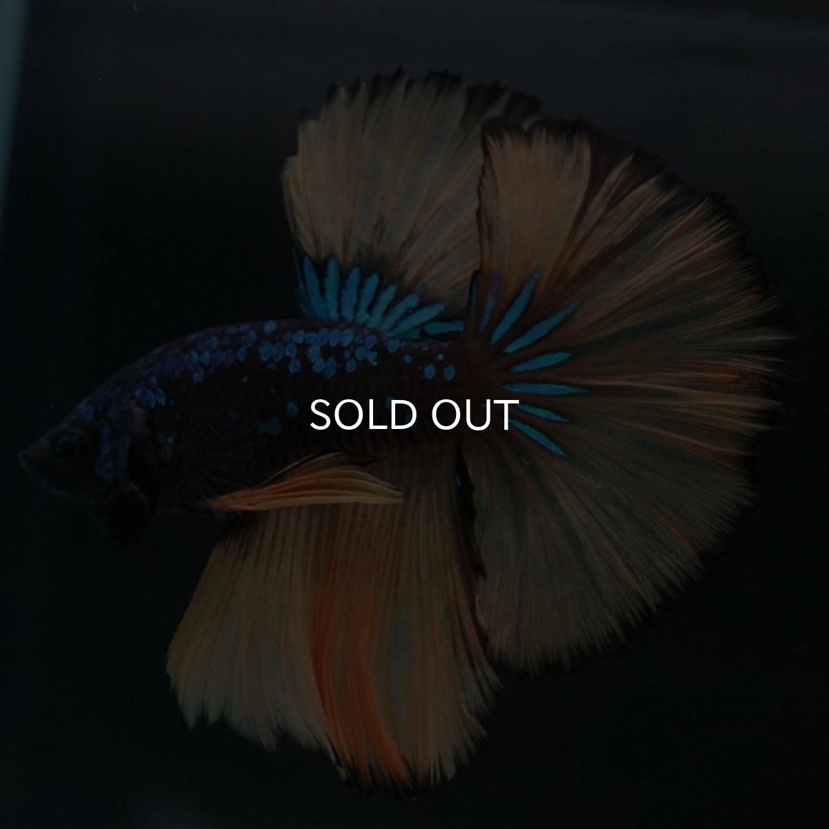 画像8: HM　マスタード (8)