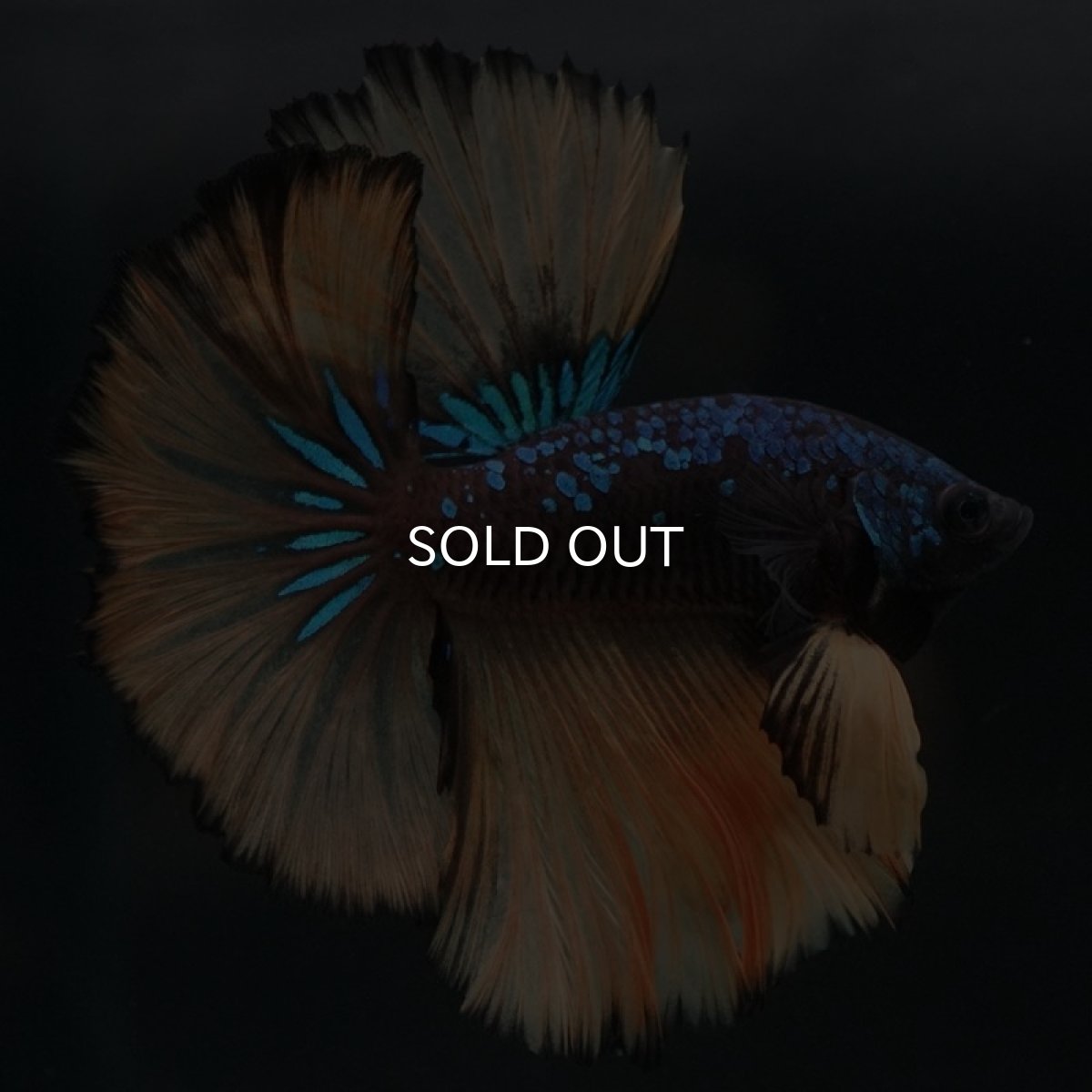 画像7: HM　マスタード (7)