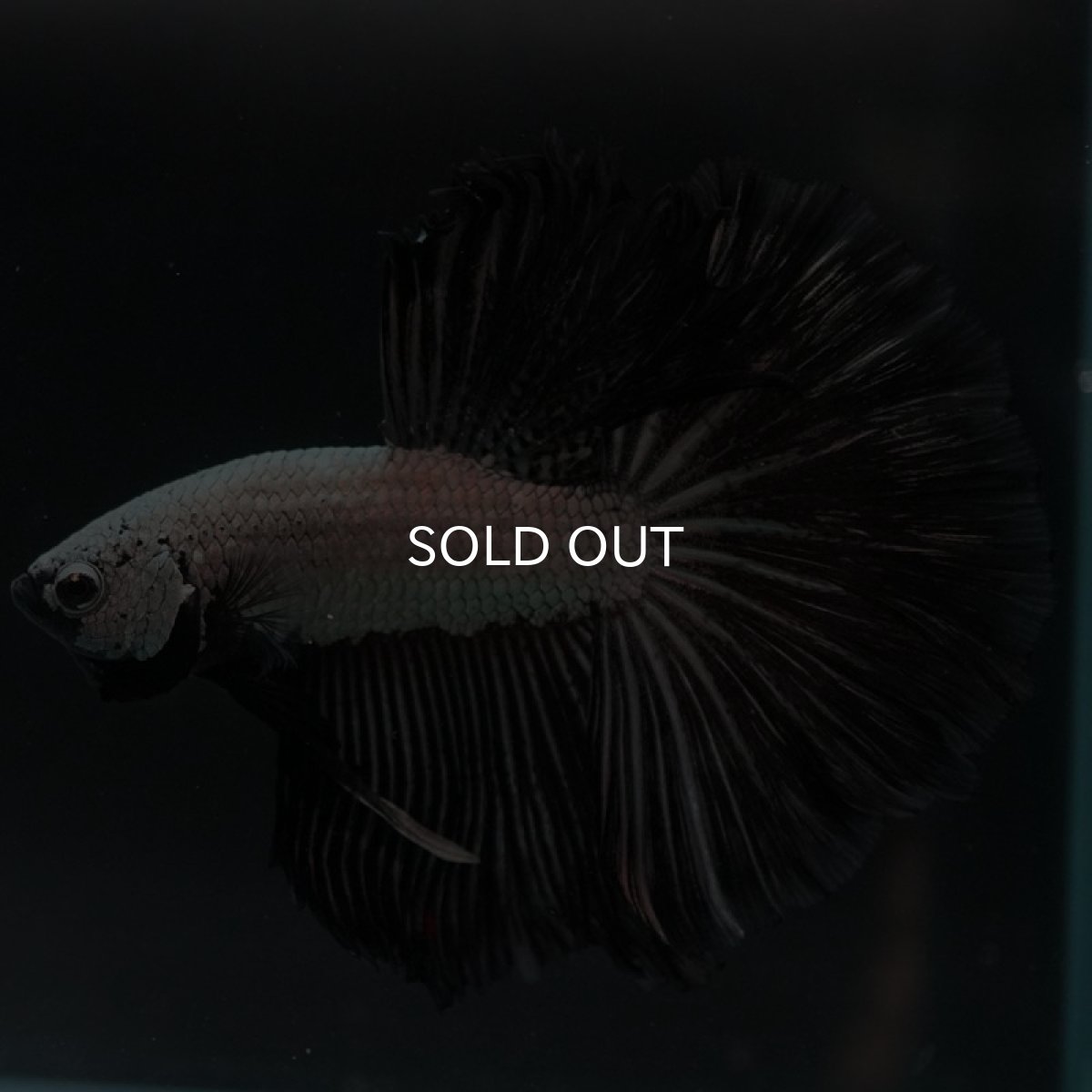 画像6: HM　プラチナブラックドラゴン (6)