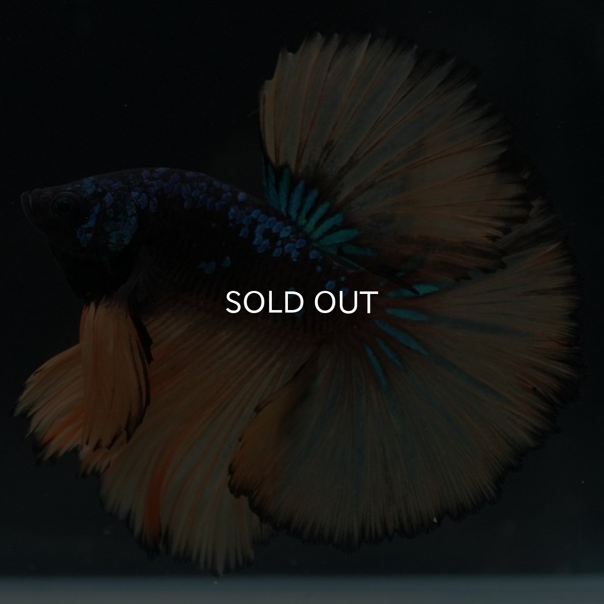 画像2: HM　マスタード (2)