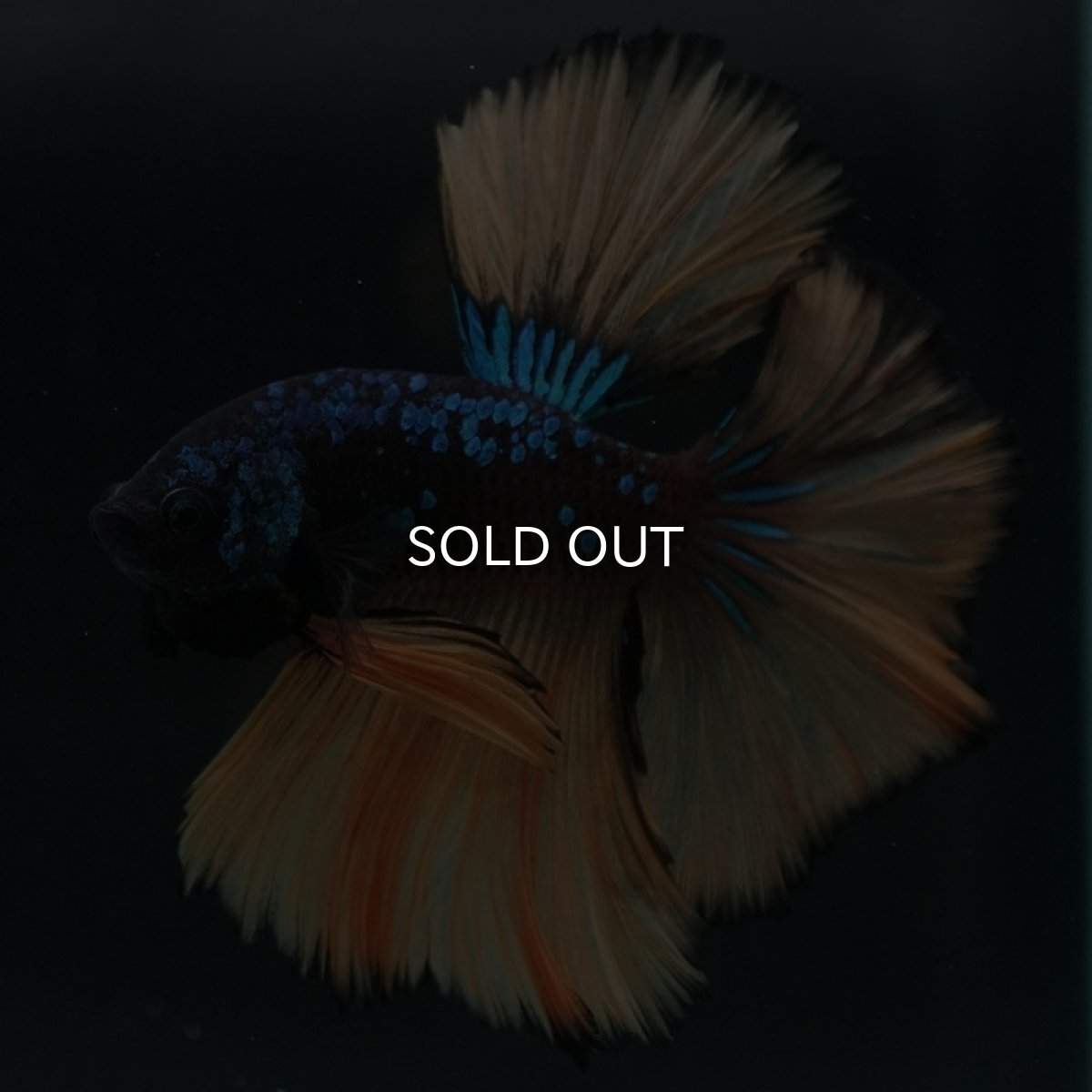 画像4: HM　マスタード (4)